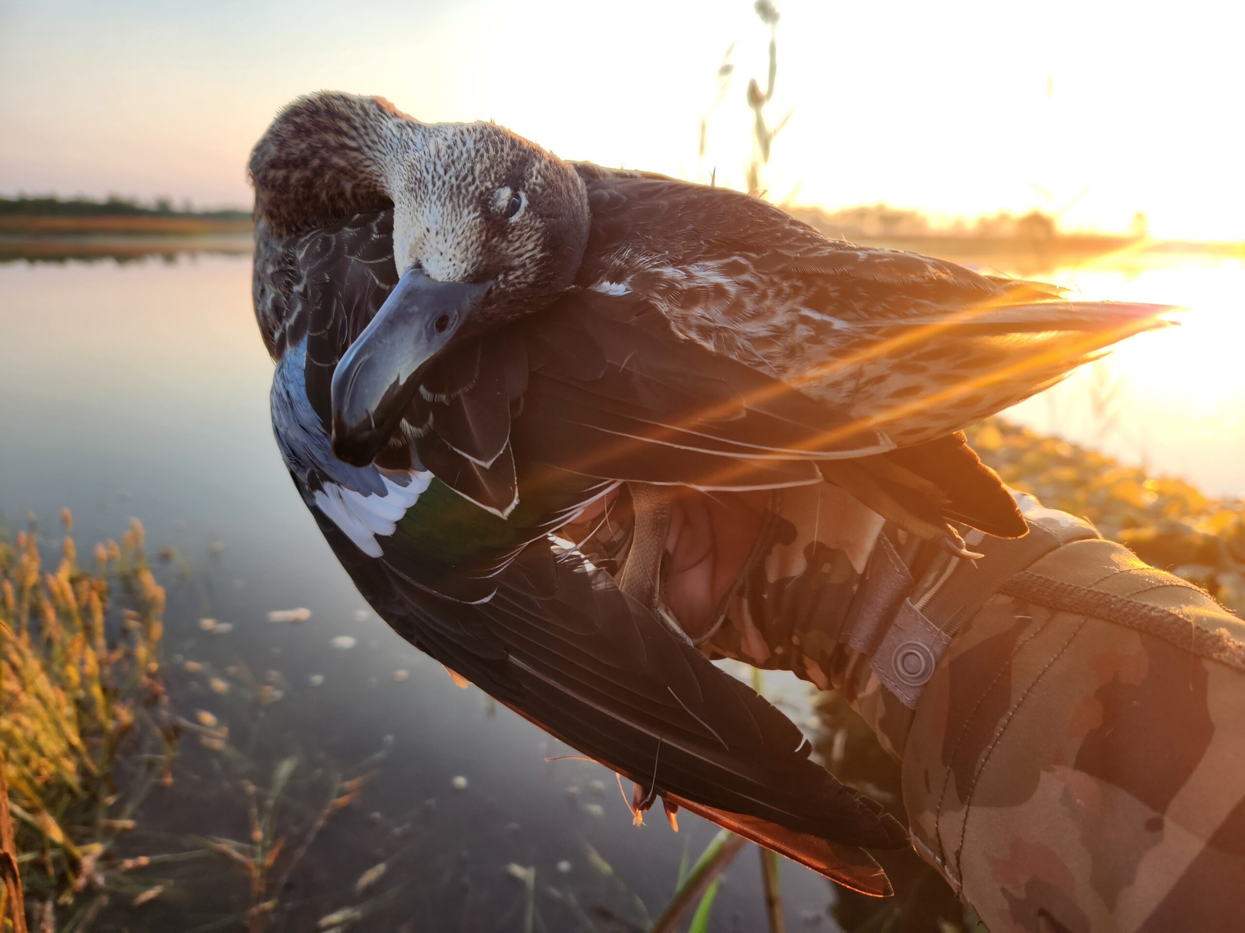 Teal Hunt