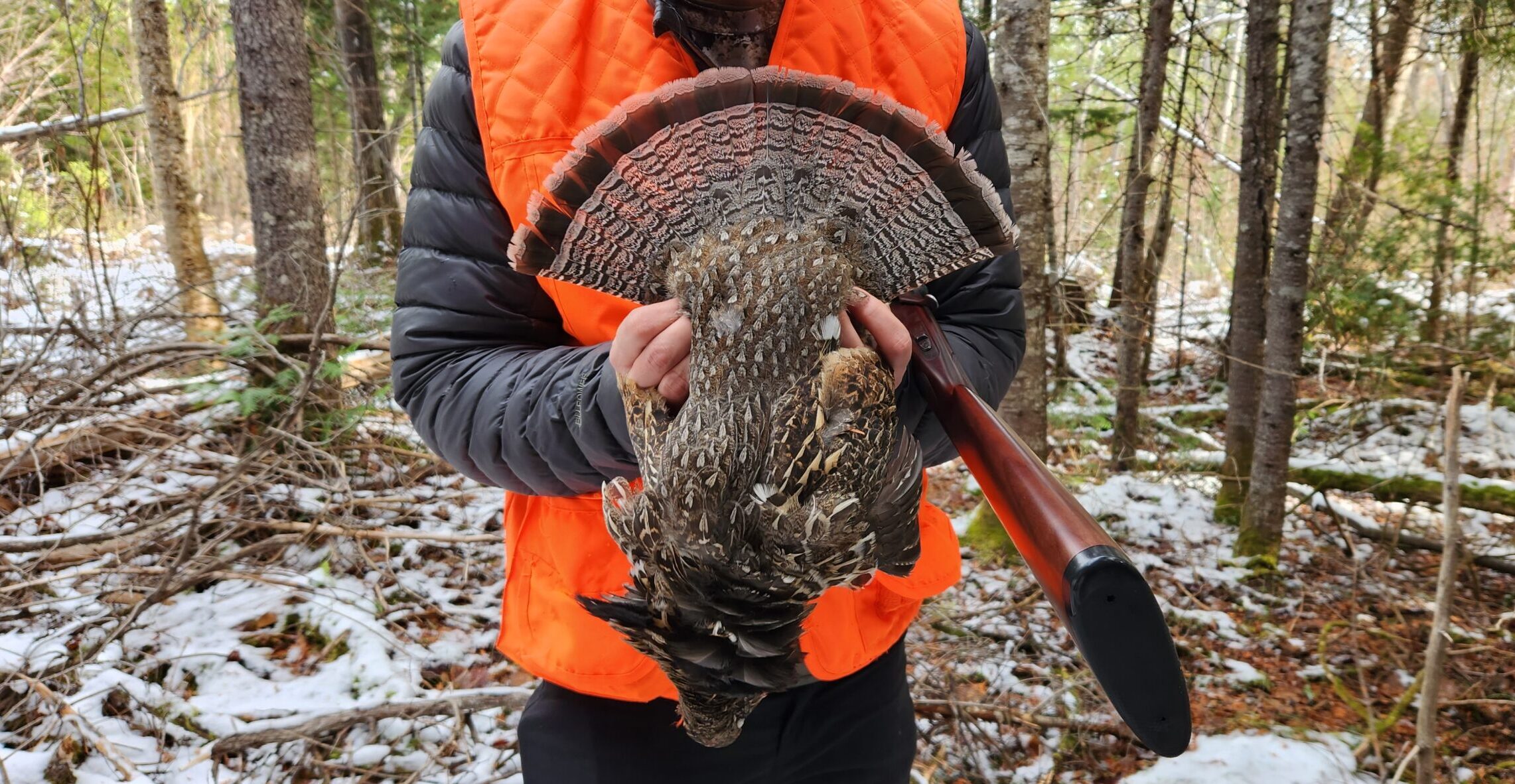 Maine Grouse