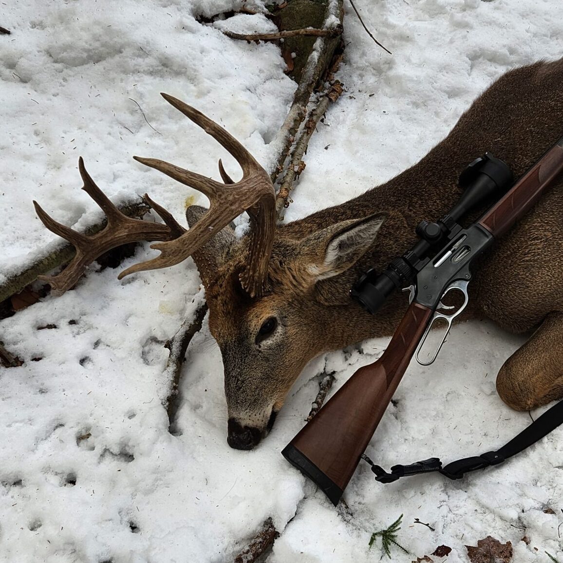 Mountain Buck