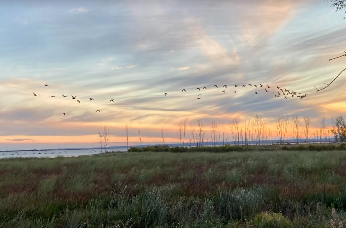 Ducks on the Bay – Part 1: The Marsh