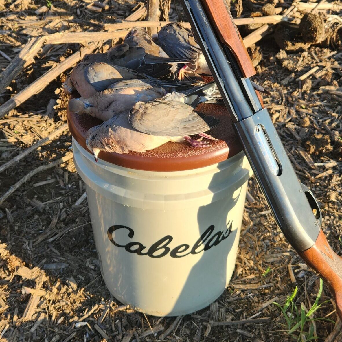 Dove Hunting is a Blast